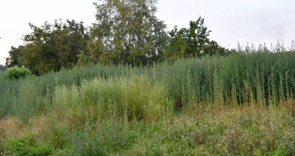 Obavijest o poduzimanju mjera uklanjanja i uništavanja ambrozije na području grada Trilja